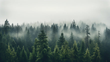 Brume Matinale en Forêt