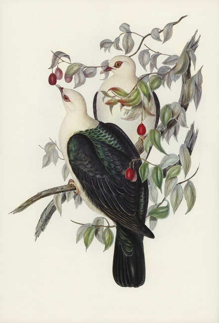 Pigeons Fruitiers