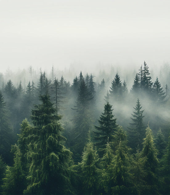Brume Matinale en Forêt