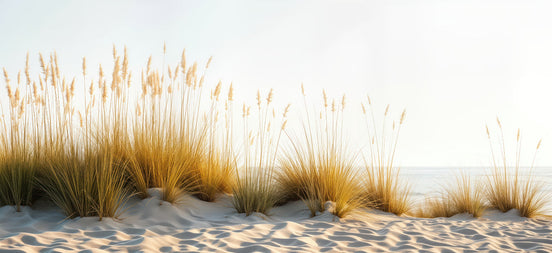 Douceur des Dunes Ensoleillées